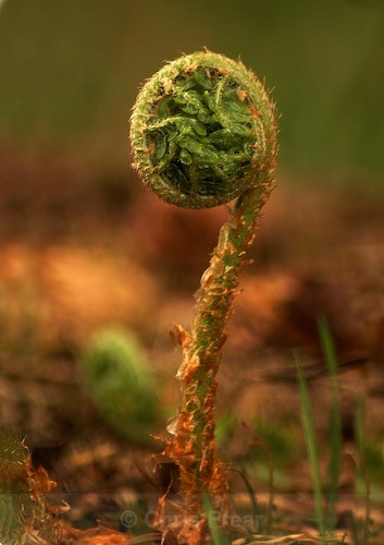  - Botanical/Macro