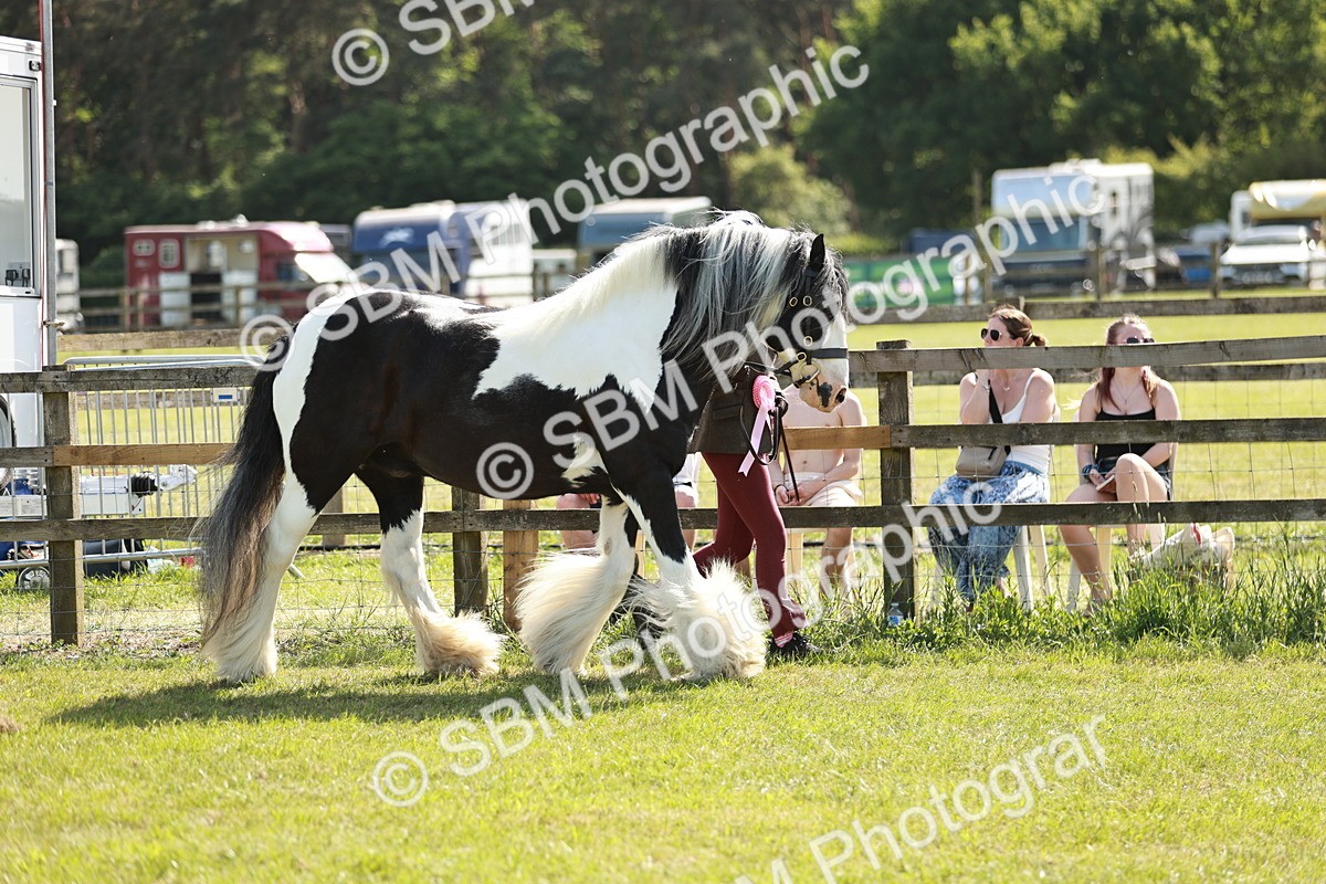 SBM_08960 - Class 63-65 - Traditional Gypsy Cobs In Hand & Ridden
