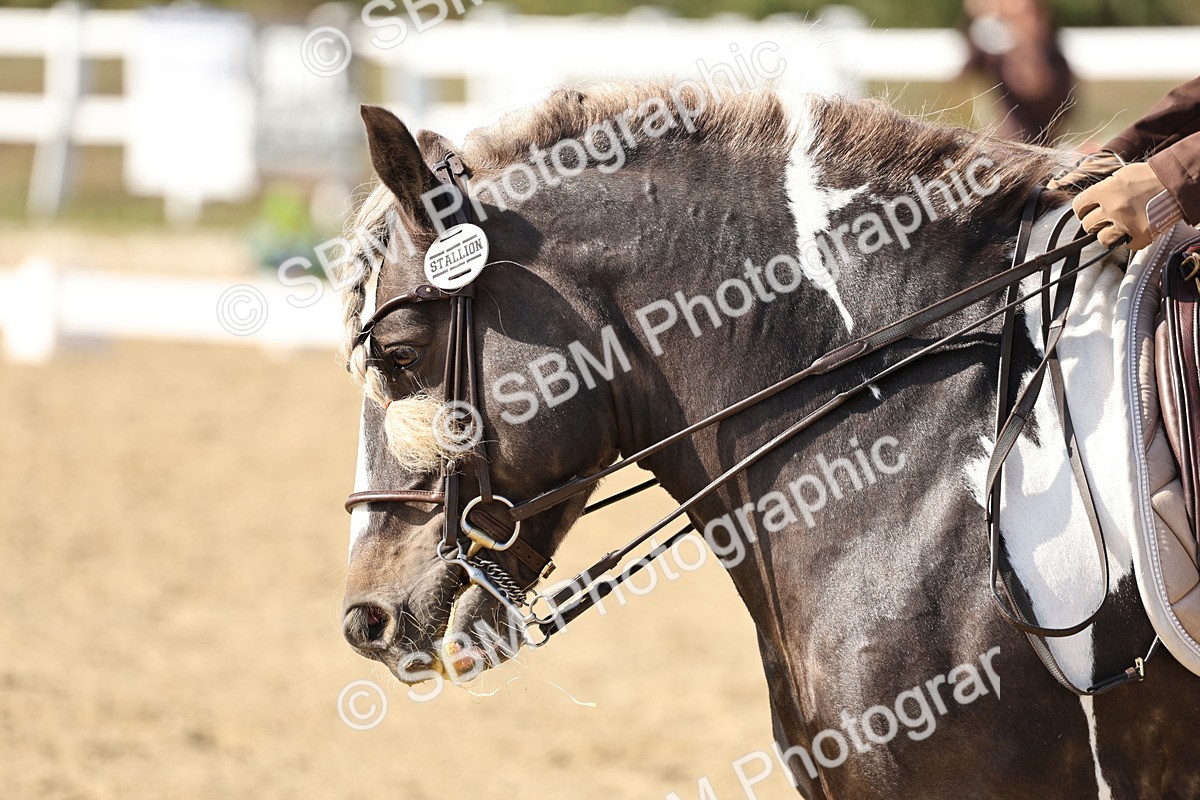 SBM_015273 - Class 9 - Advanced medium 3