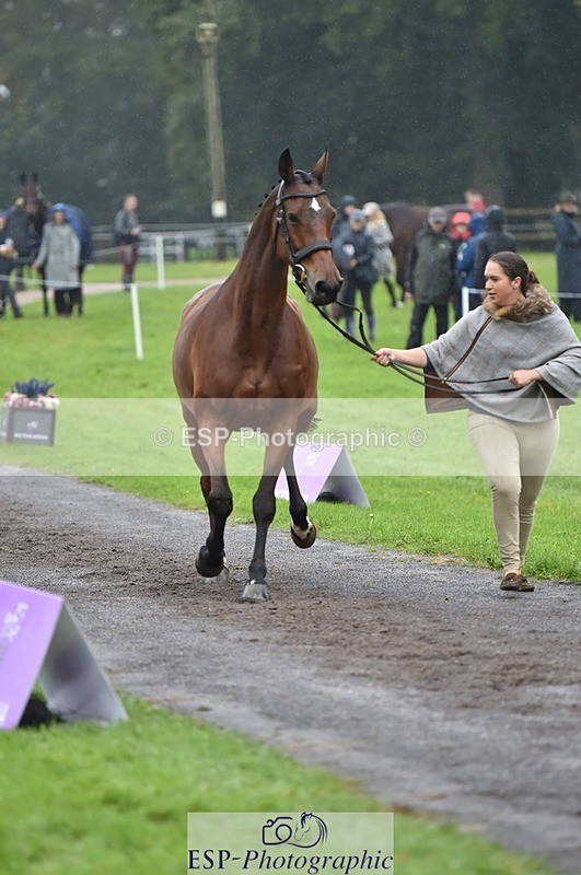 231018-121654-00180 - 025-LYRICAL.II-Harriet.Dickin-TrotUp