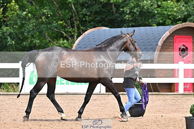 240718A-105304-01527 - Trot Up 12pm to 1pm