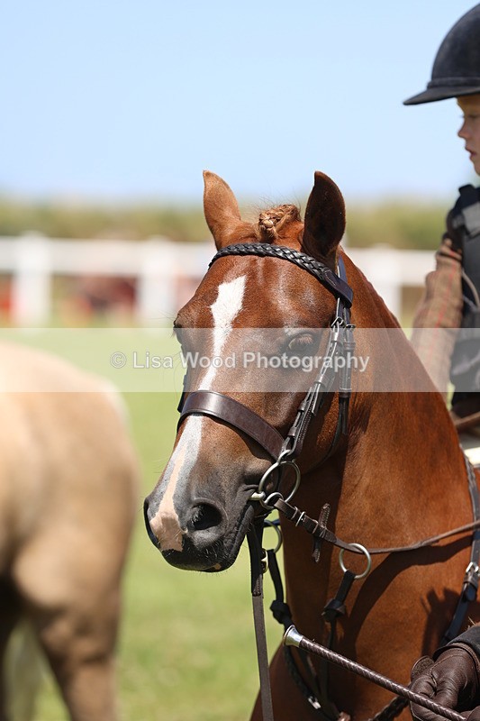 JPP_2276 - Class 20: Tiny Tots Working Hunter Pony