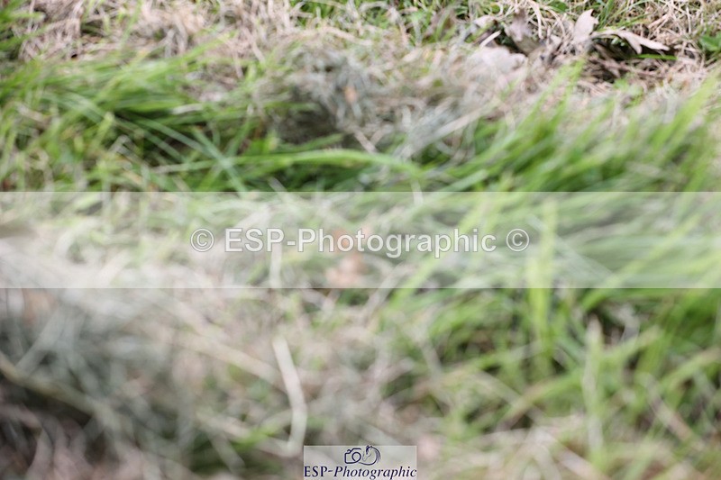 240825X-170259-37852 - 80cm XC 16.30 to 17.30