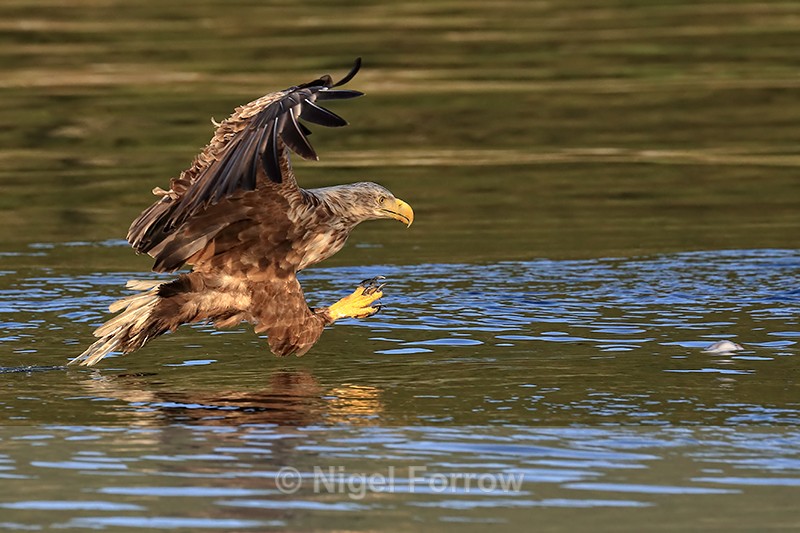 White-tailed Sea-Eagle final gliding approach to fish in green water - White-tailed Sea-Eagle