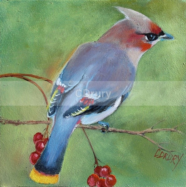 Bohemian Waxwing SOLD - Archived