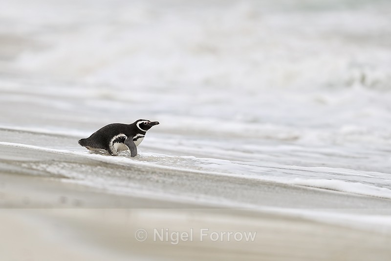 Magellanic Penguin enters sea, Carcass Island, Falklands - Magellanic Penguin