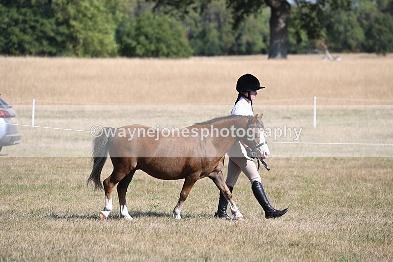 WJ6_7403 - Class 34 Judges Choice