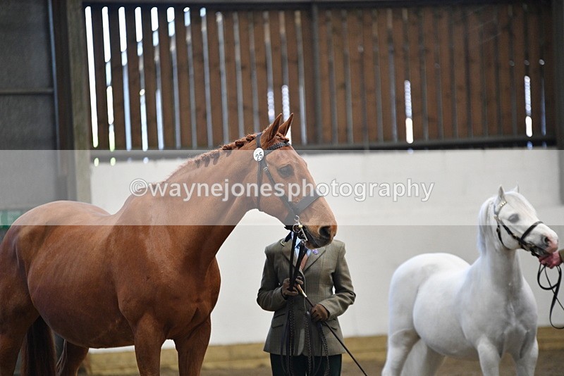 WJ5_3537 - Class 5 In Hand Veterans