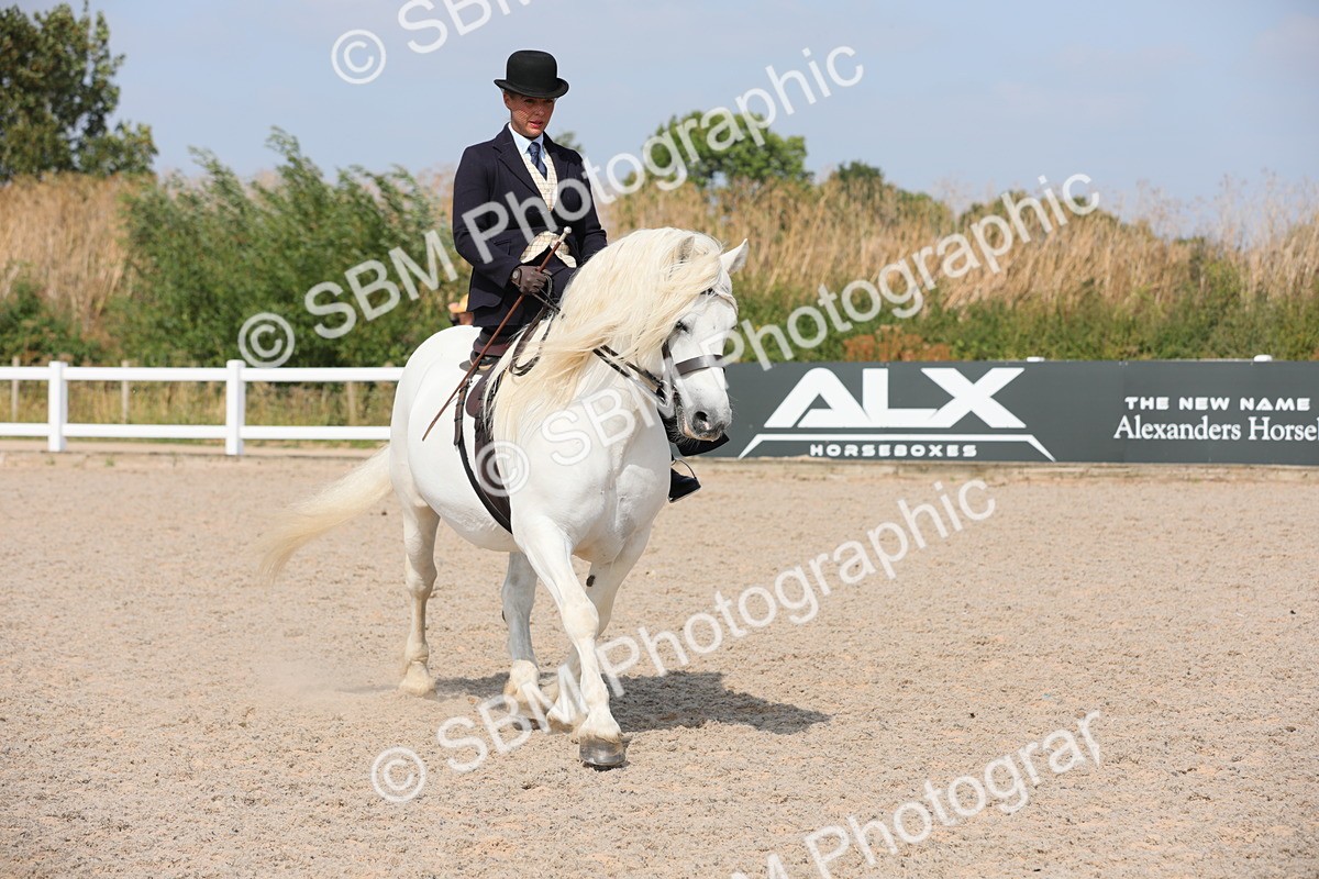 SBM_14541 - Class 211 Best Side Saddle Horse/Pony