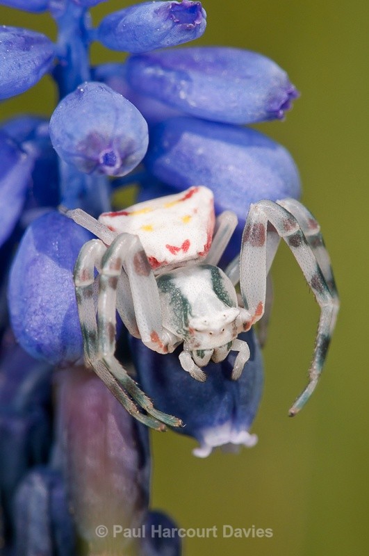  - Bugs: Spiders