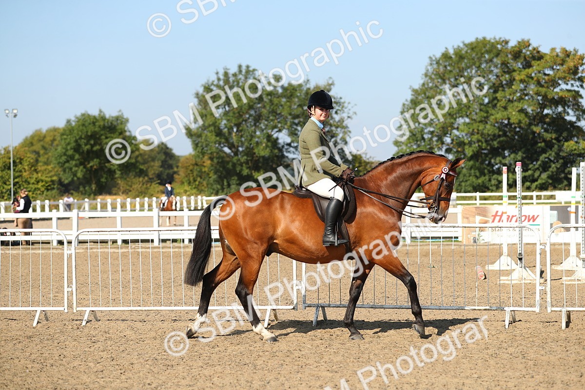 SBM_02178 - Class 43 Ridden Competition Horse/Pony