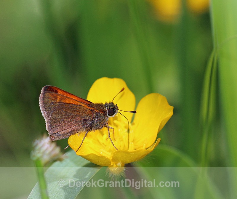Polites themistocles - Butterflies & Moths of Atlantic Canada