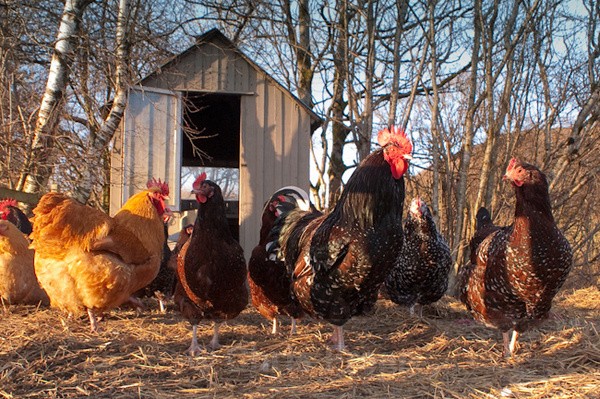Cockerel & Hens - Rural Life