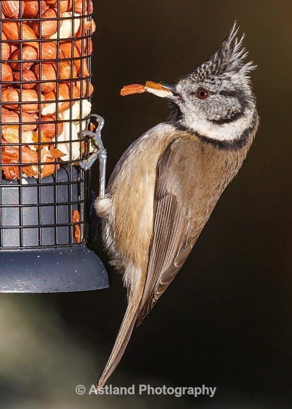 Crested Tit - Latest Images