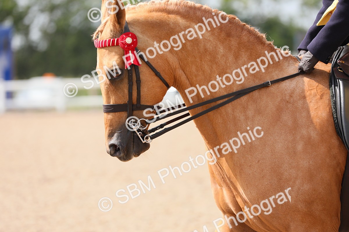 SBM_15598 - Class 311 Ridden Show Pony/ Show Hunter Pony