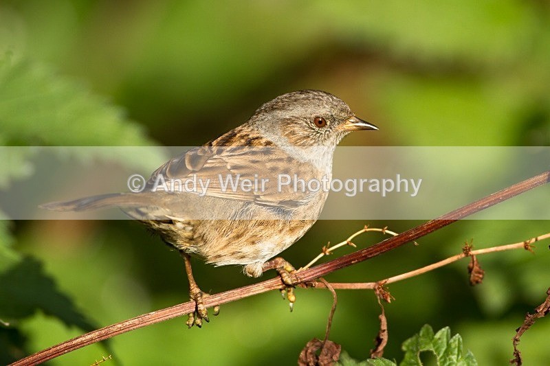 20121110-_MG_1297 - Dunnock (Hedge Sparrow)