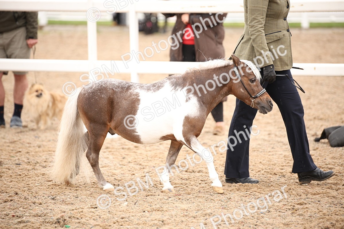 SBM_20214 - Class 703 - IH  Coloured