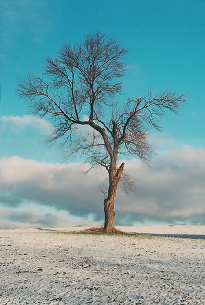 TheTreeCombinedLayers2007Lg - The Tree Project