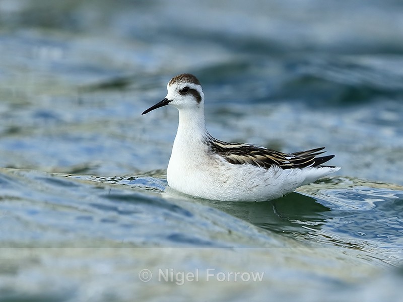 Red-necked Phalarope (juvenile), Farmoor - Red-necked Phalarope