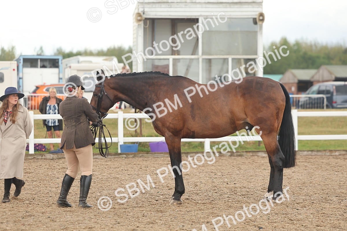 SBM_07881 - Class 28 - IH Veteran Horse