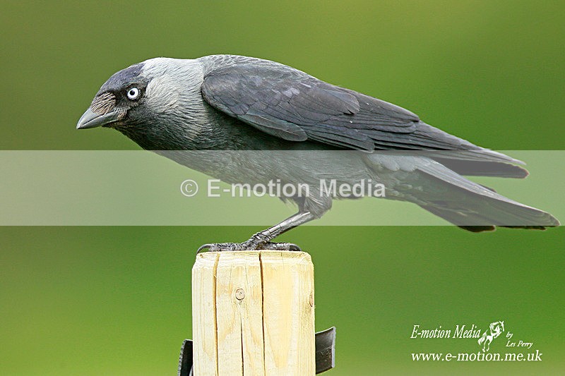 jackdaw 300512 10 - Nature