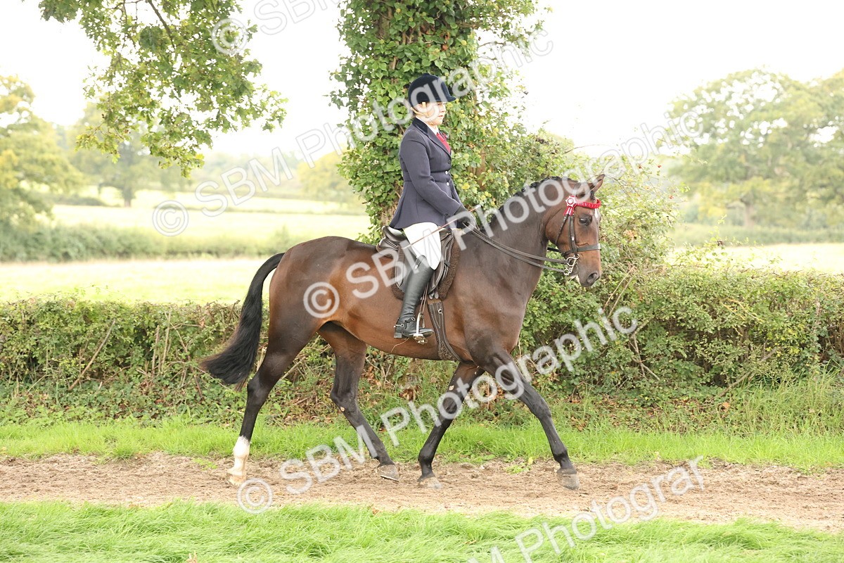 SBM_64156 - S65 - Riding Horse & Hack & Thoroughbred Ridden