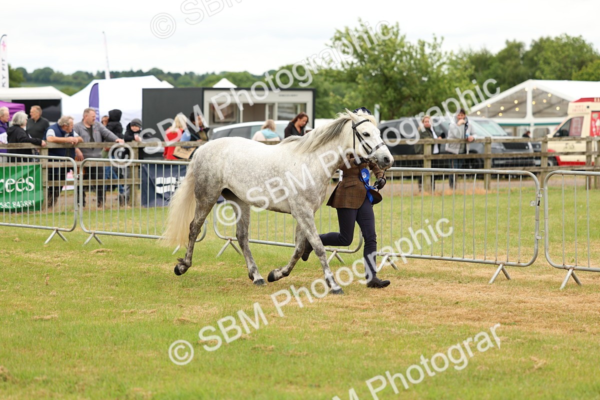 SBM_04270 - Class 64-67 - Shetland Pony In Hand