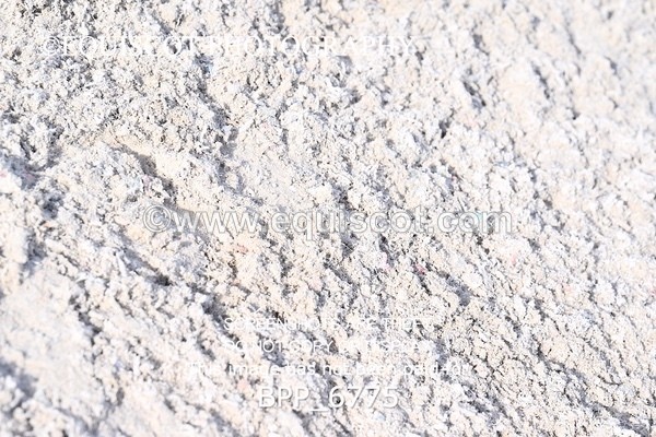 BPP_6775 - RING 1  (RIDDEN HORSES / IN HAND / VETERAN ETC)