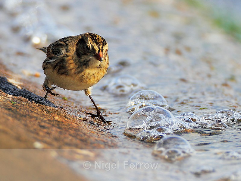 Lapland Bunting running to avoid incoming water - Lapland Bunting