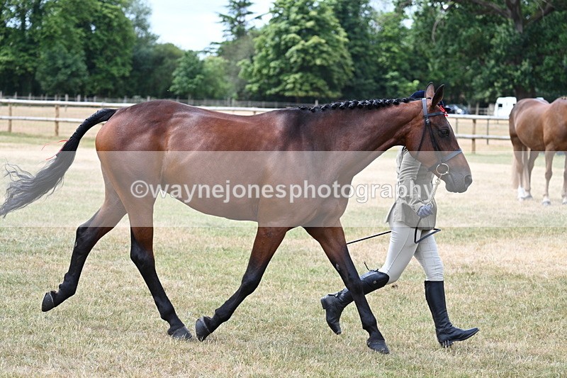 WJ7_1911 - Class 4a Prettiest Mare 14.2hh and over hand