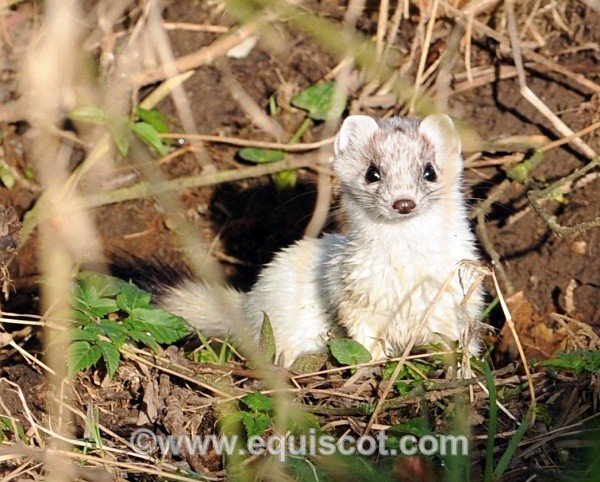  - Wildlife & Landscape