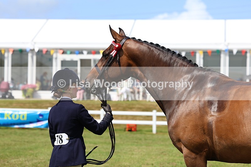 3E7A1158 - Class 8: Open Riding Horse/Hack