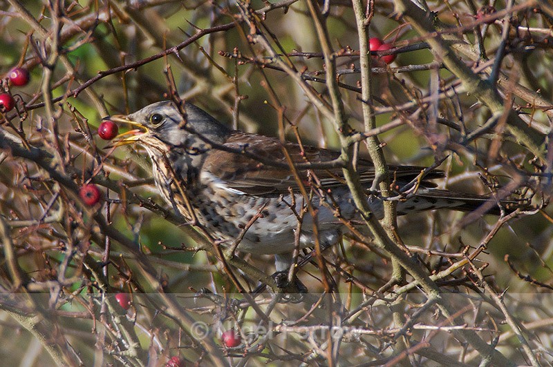Fieldfare eating a berry in a bush - Fieldfare