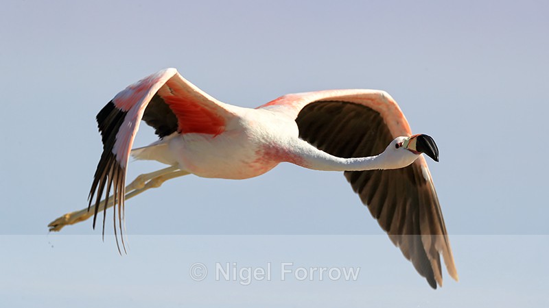 Andean Flamingo close fly-past, Laguna Chaxas, Chile - Andean Flamingo