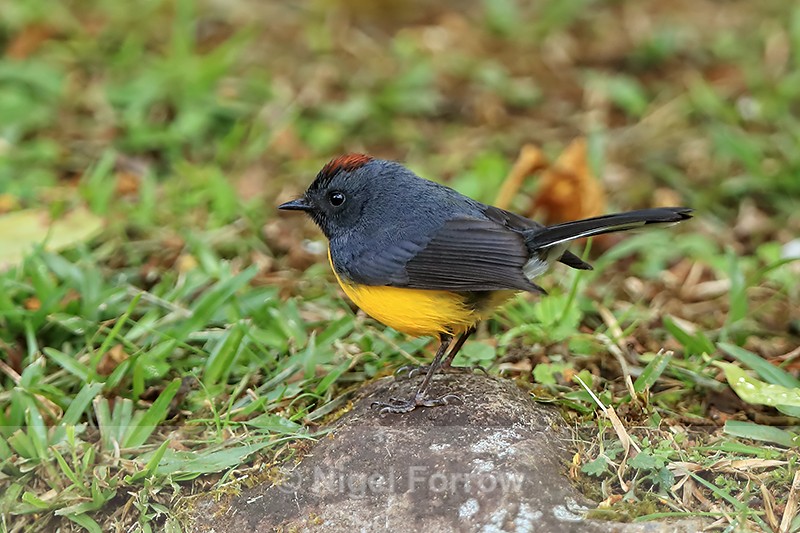 Slate-throated Redstart on rock, Costa Rica - Slate-throated Redstart