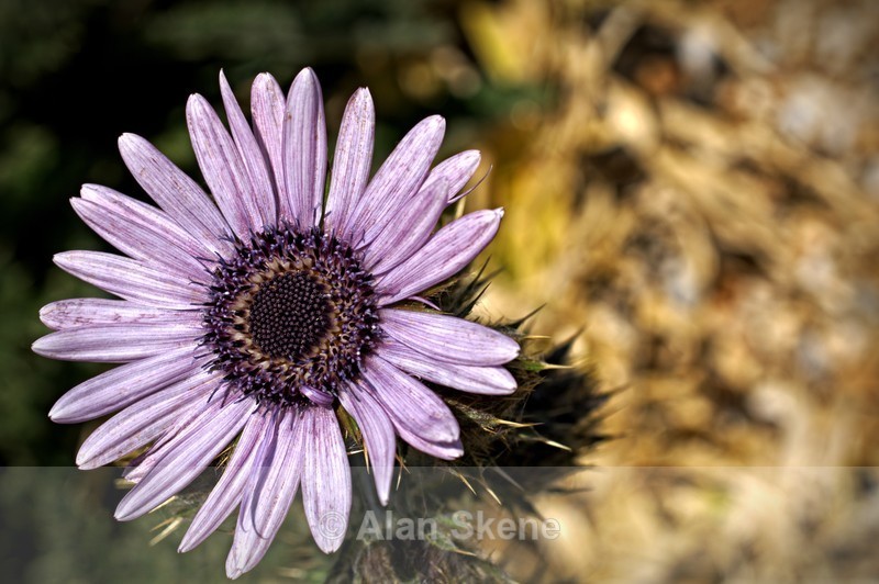 DSC04566 - Flora