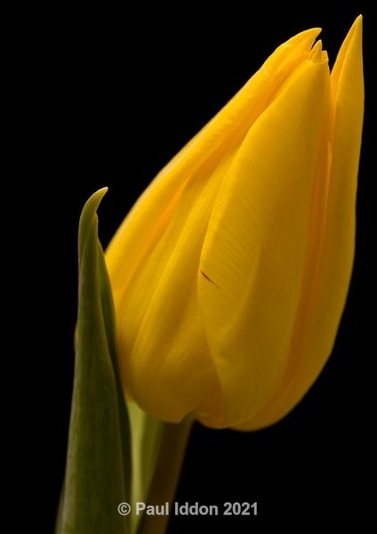 Yellow Tulip - Macro