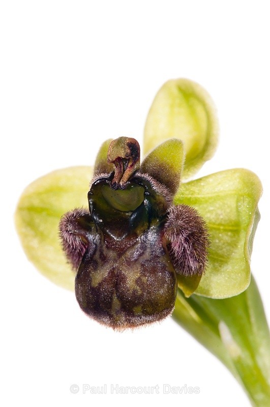  - WB: Orchids - Ophrys
