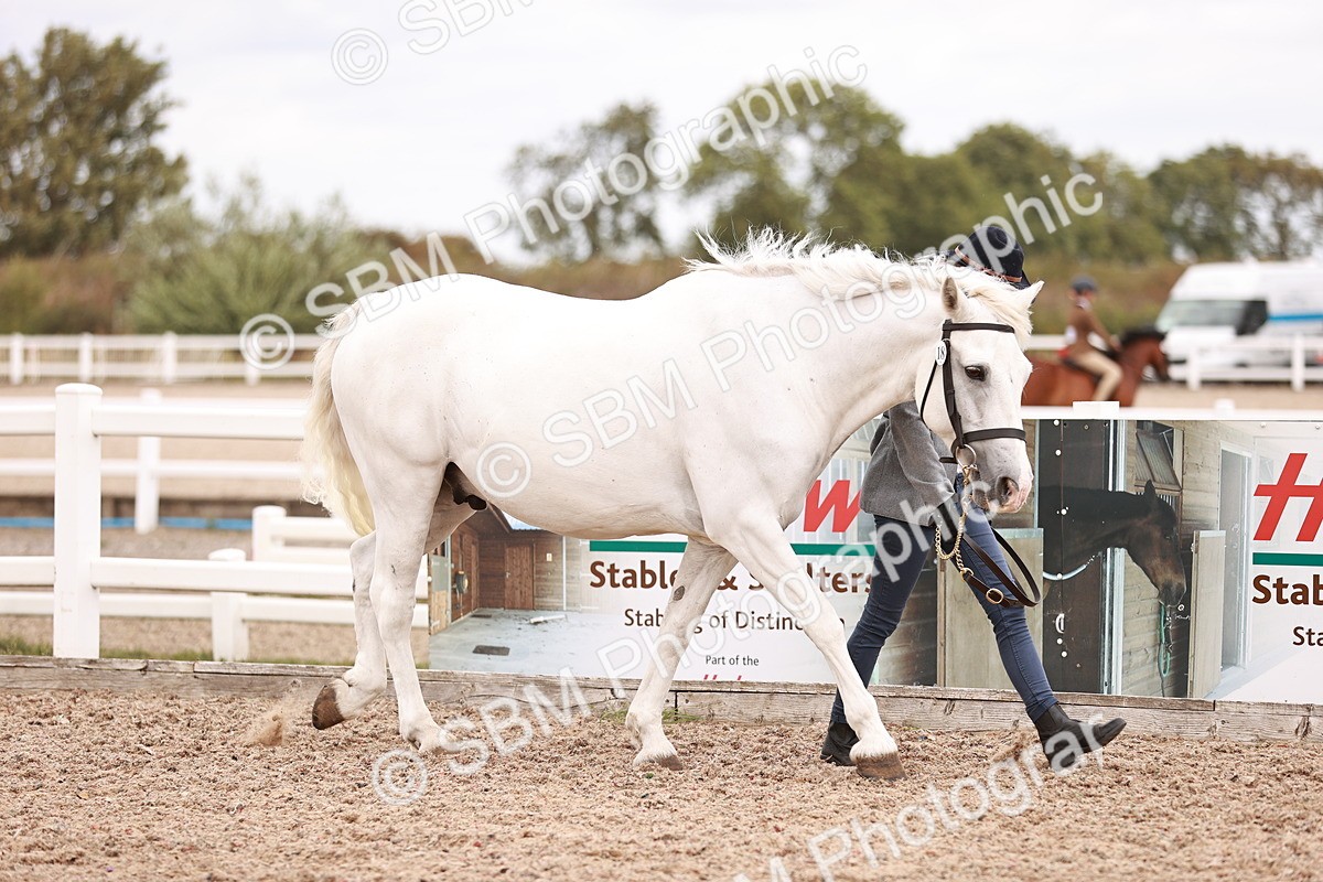 SBM_16186 - Class412 - Handsome Gelding (IH  or Ridden) Adult
