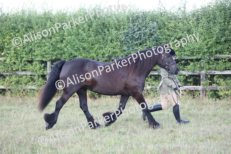 20250831-1656 - Class 22 - Mountain and Moorland Inhand