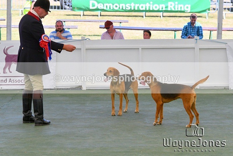 WJ5_1109 - Berks & Bucks at the Great Yorkshire Show 2025