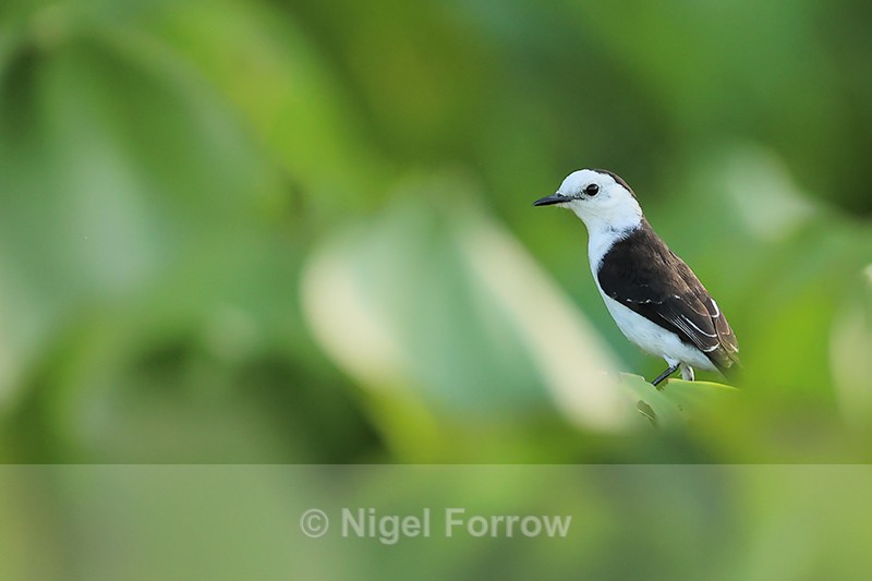 Black-backed Water-Tyrant, Rio Sao Lourenco, Mato Grosso, Brazil - Black-backed Water-Tyrant