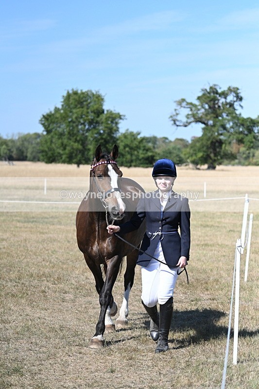 WJ7_1540 - Class 42 Most Handsome Gelding