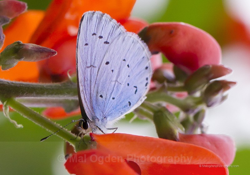 Holly Blue - Flora & Fauna