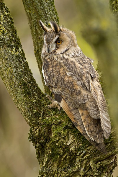 LONG EARED OWL - FAVOURITES WILDLIFE GALLERY. Selected images from the wildlife collections.