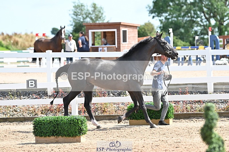 240717A-154406-03018 - Trot Up 3pm to 4pm