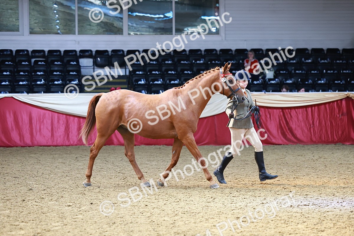 SBM_23219 - Class 903 - Supreme Final - IH Pre Vet