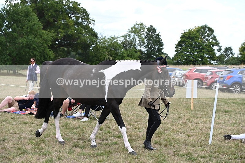 WJ6_5177 - Class 18 In-hand Coloured