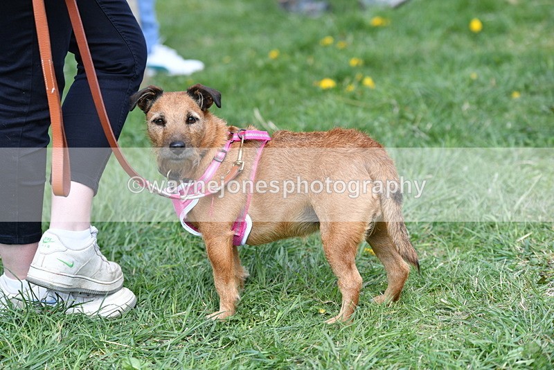 WJ5_0576 - Class 7 Best Terrier
