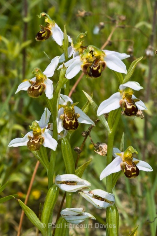 Bee Orchid (Ophrys apifera) showing opportunistic spider ready to trap insect visitors - Orchids - Ophrys